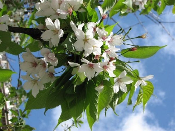 №9, Гена Пупкин №9, Гена Пупкин