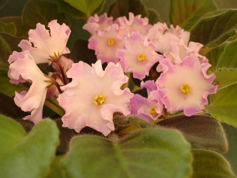 Вика Вахрамеева | Волгоград