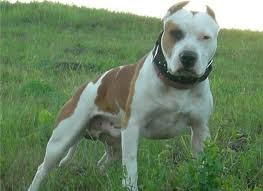 Виталий Бобрик | Нововолынск