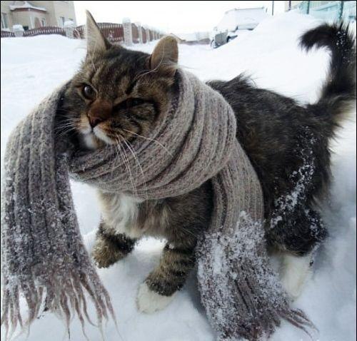 Сергей Сахновский | Севастополь