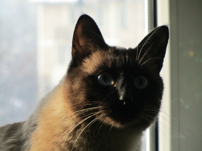 Баур Ермекбаев | Алматы