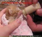 №3 Сара Fox 08.03: профиль, фото, статус - ВКонтакте