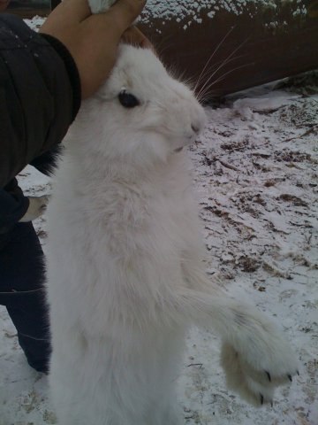 №61, Станислав Врублевский, Красноярск №61, Станислав Врублевский, Красноярск