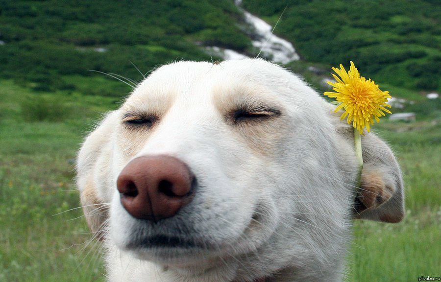 Владислав Герасименко | Днепр (Днепропетровск)