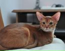 Фотография Александра Abyssinskaya