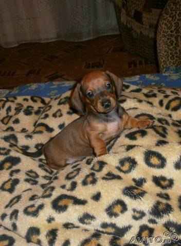 Инесса Романова | Великий Новгород