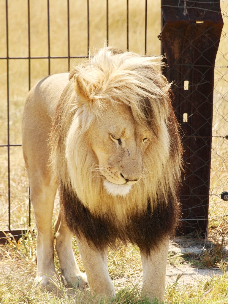 Игорь Хасапов | Vanderbijlpark