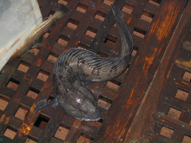 Дмитрий Огорелин | Буй