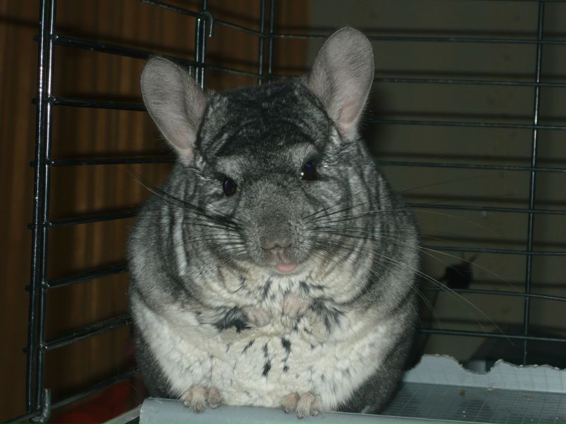 Галина Флек | Новокузнецк