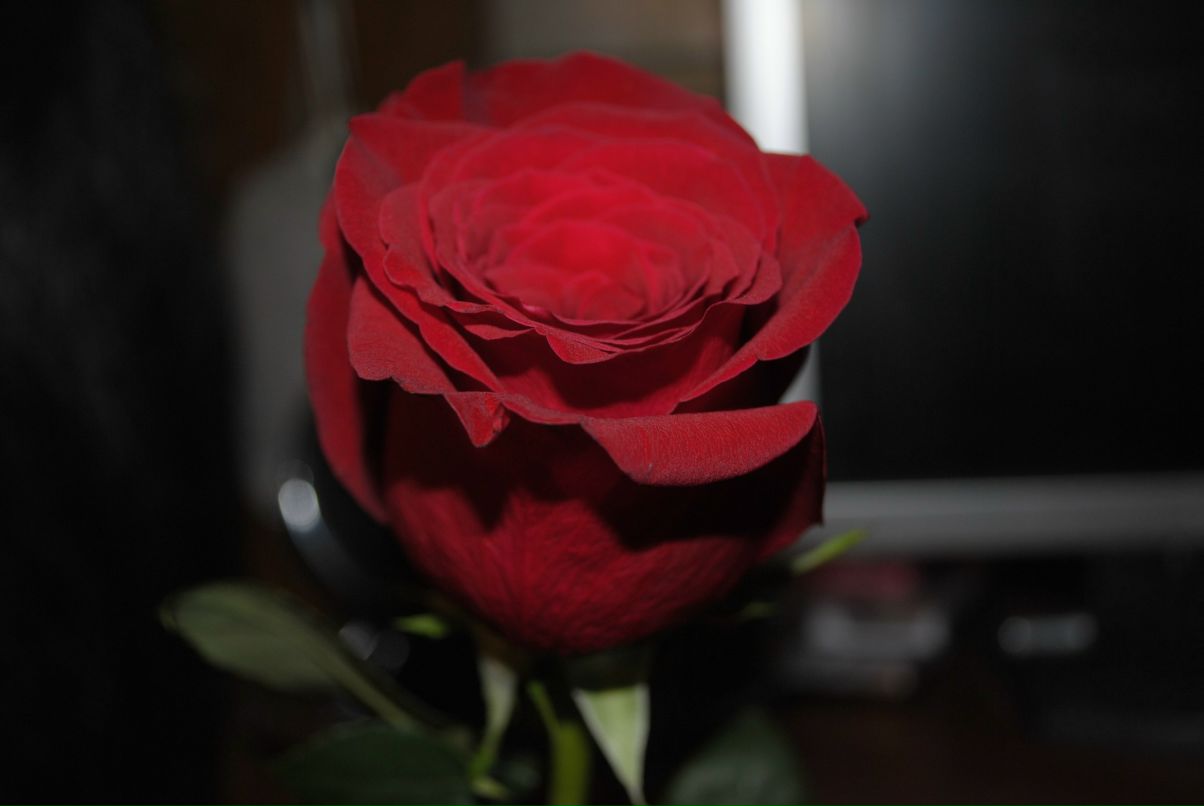 Анна Андренко | Узловая