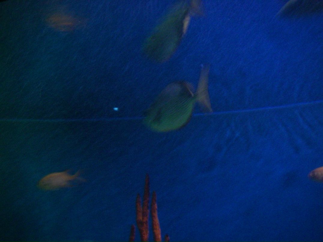 Михаил Григорьев | Санкт-Петербург