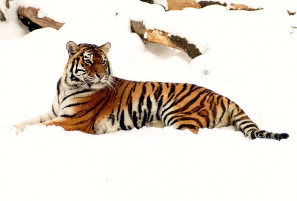 №13, Юля Однокольцева №13, Юля Однокольцева