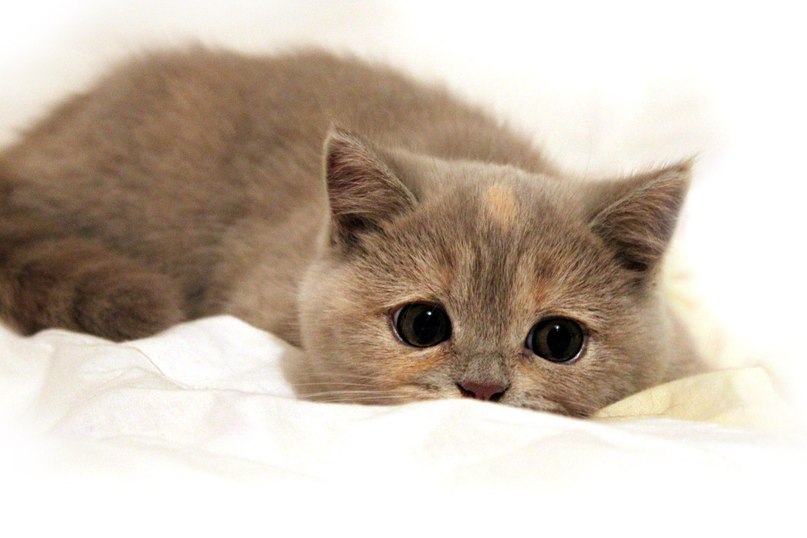 Катерина Ищенко | Кемерово