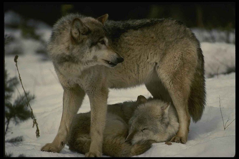 Светик Гулька | Выборг