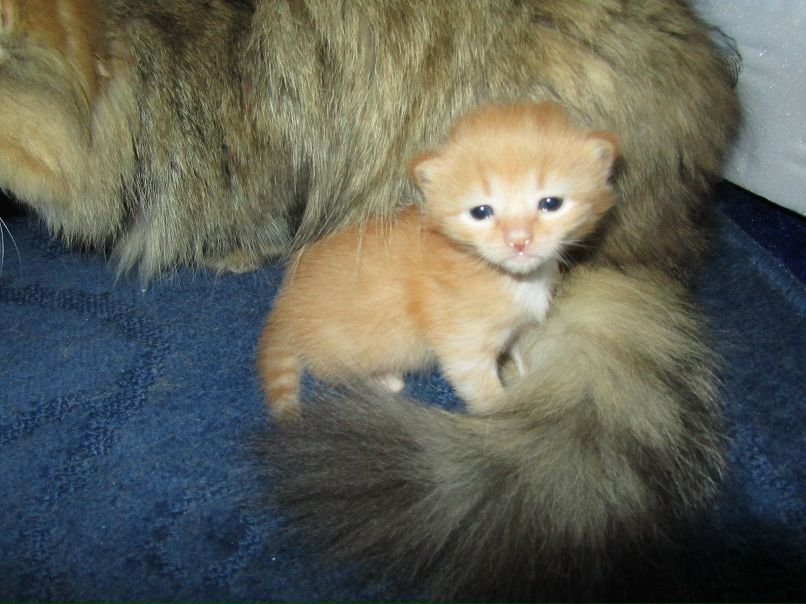 Гульназ Тимербулатова | Салават