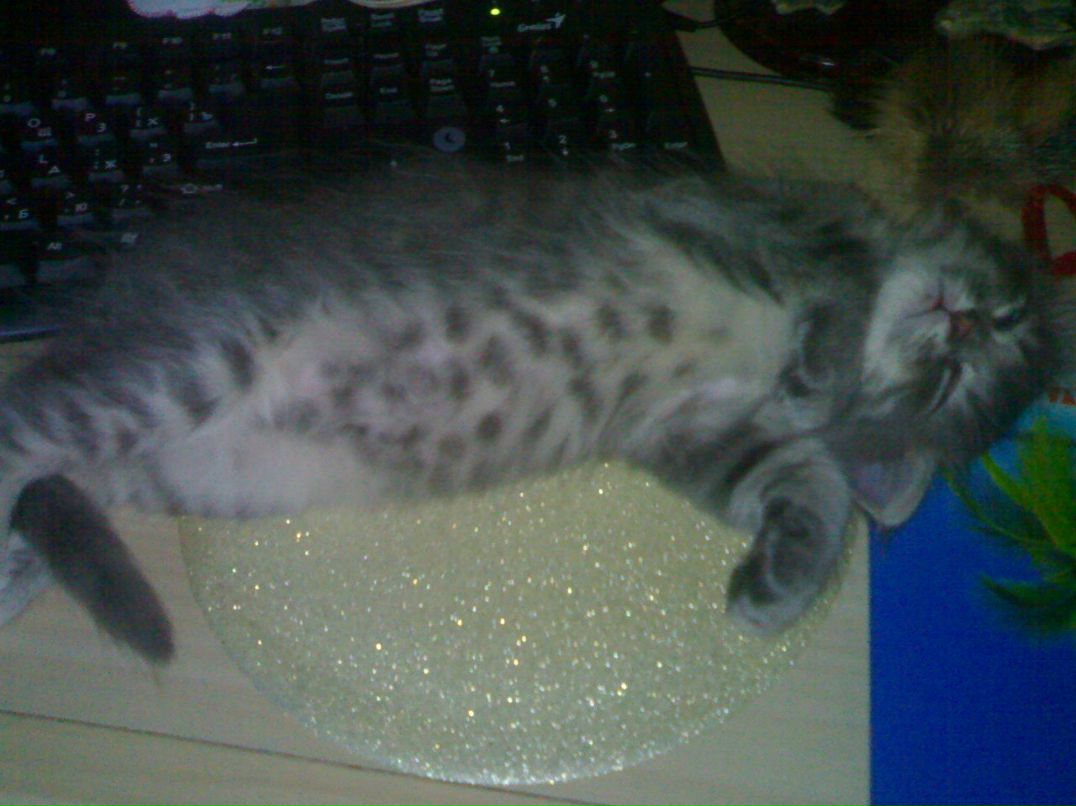 Елена Солдаткина | Москва