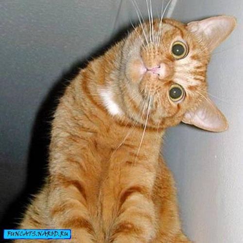 Yulia Novak | Kraków