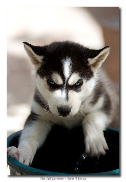 Дмитрий Татарченко | Быково