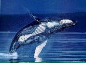 №22 Илона Пантелеева 26.09.1991: профиль, фото, статус - ВКонтакте