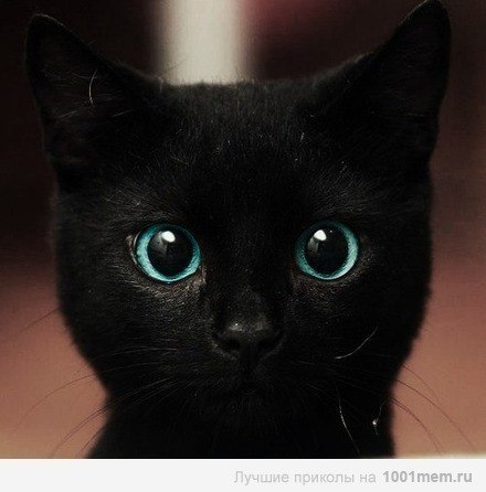 Ферас Заммар | Киев