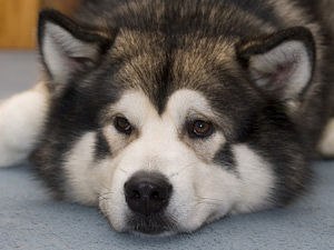 Алексеи Ярошенко | Иркутск