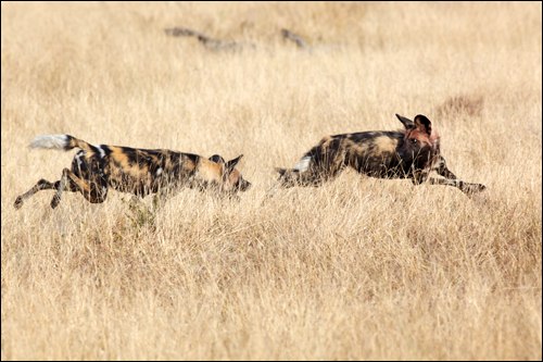 №9, Валерія Кетриш, 31 год, Киев №9, Валерія Кетриш, 31 год, Киев