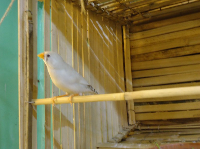 Алёна Корольская | Санкт-Петербург