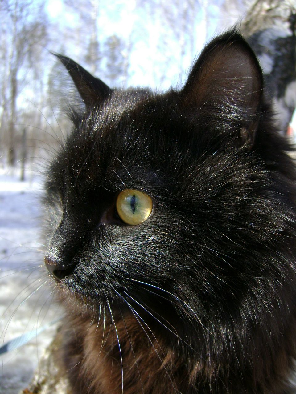 Мария Гласкова | Красноярск