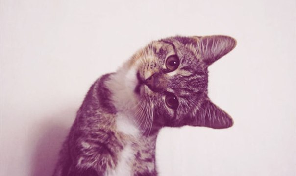 №3, Анастасия Крашевская №3, Анастасия Крашевская