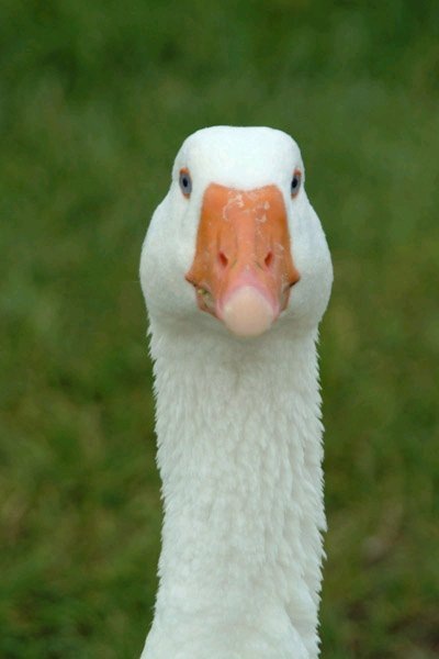 №32, Ольга Цаплина, 36 лет, Красноярск №32, Ольга Цаплина, 36 лет, Красноярск