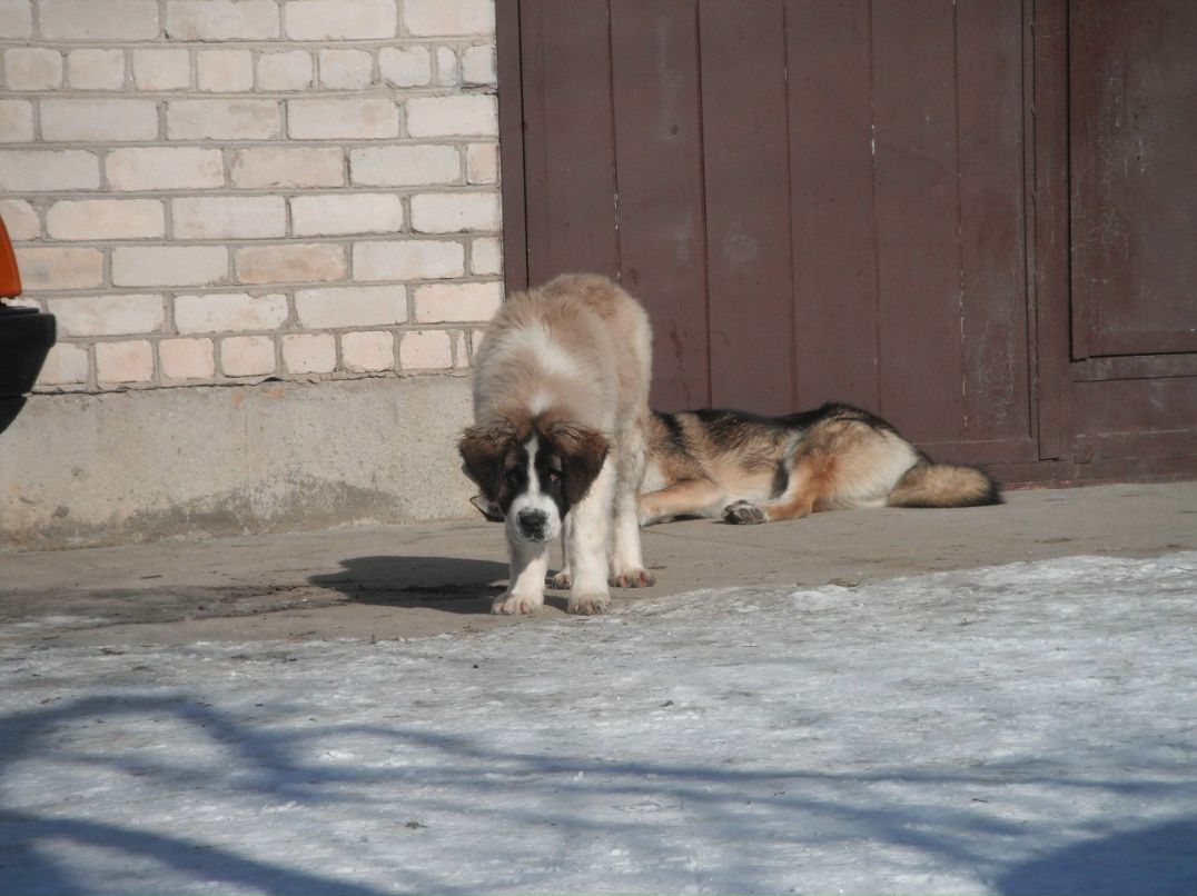 Валерий Разводовский | 