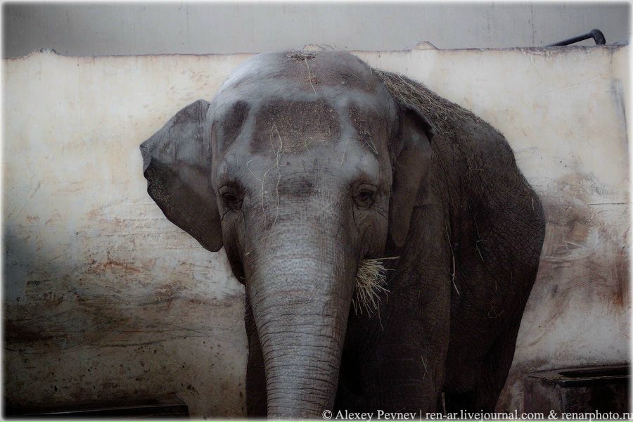 №31, Светлана Прудникова, 42 года, Санкт-Петербург, Россия №31, Светлана Прудникова, 42 года, Санкт-Петербург, Россия