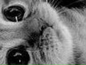 Елена Семина | Камышин