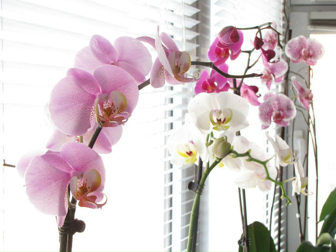 Анастасия Федорова (Лысова) | Москва