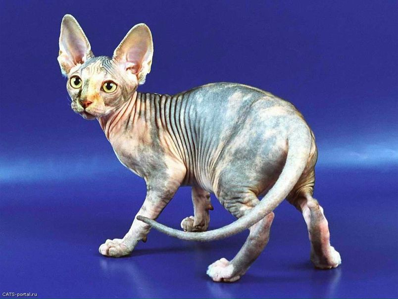 №94, Эльвира Кораблинова, 32 года, Halifax №94, Эльвира Кораблинова, 32 года, Halifax