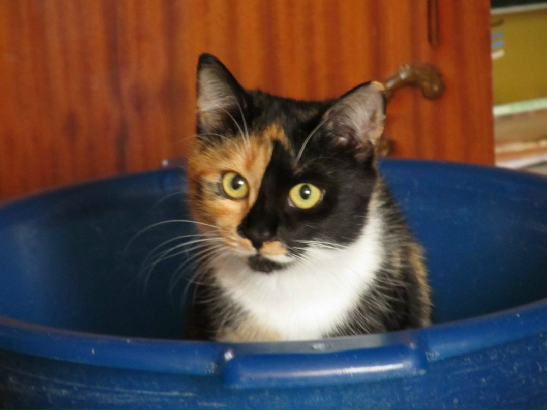 Наташа Пустовойт Сонька | Чернигов