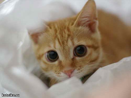 Татьяна Осипенко | Выкса