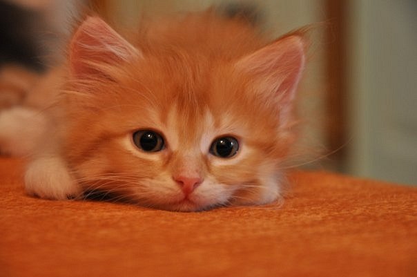 Катенька Никитина | Чебоксары