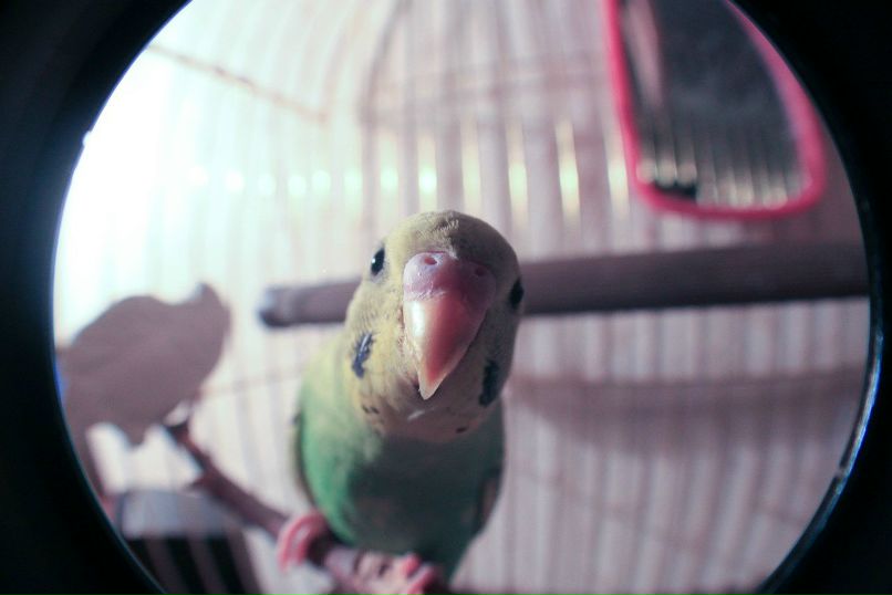 Максим Миссюра | Курск