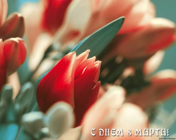 Вася Чепка Timon | Вышково