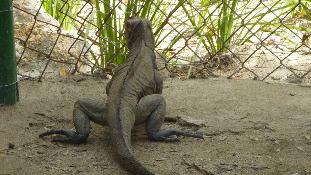 Максим Голушко | Köln