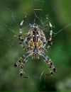 №3 Andrew Stranded : профиль, фото, статус - ВКонтакте