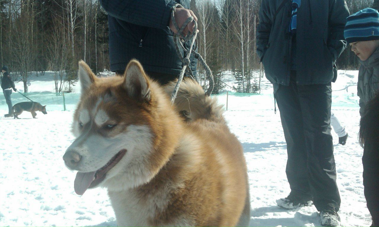 Настя Сон | Кемерово
