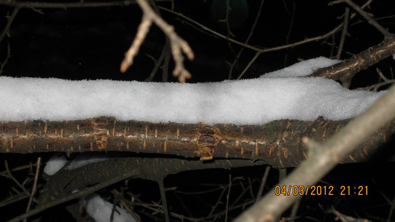 Марина Молога | 