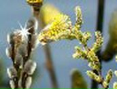 Анюта Шевчук(Ференчук) | Ровно