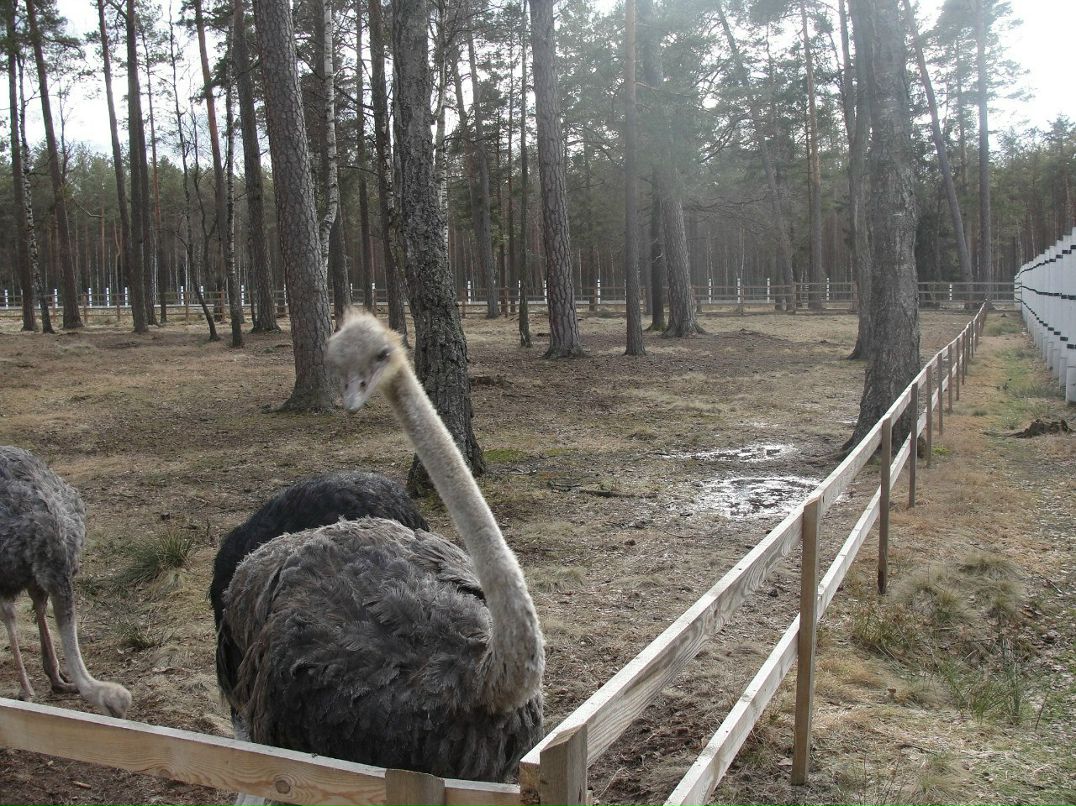 Илья Панасюк | Брест