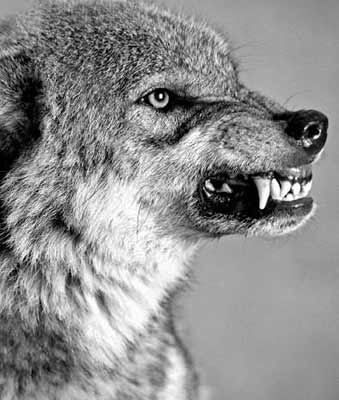 Роман Сакович Д'Амико | Дивногорск