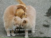 №17 Елена Андрющенко 11.04: профиль, фото, статус - ВКонтакте