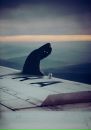 Фотография Toxa Snake