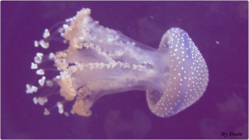 Дана Нурченкова | Thessaloniki